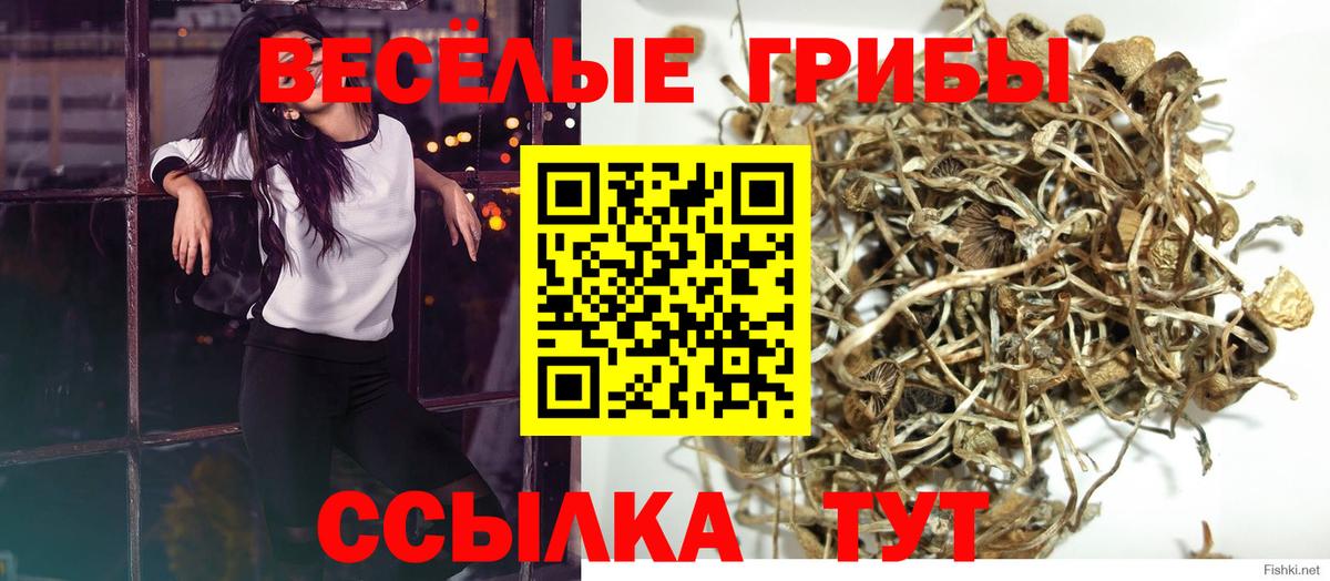 Тара  Галлюциногенные грибы Psilocybine cubensis  Вход с VPN 